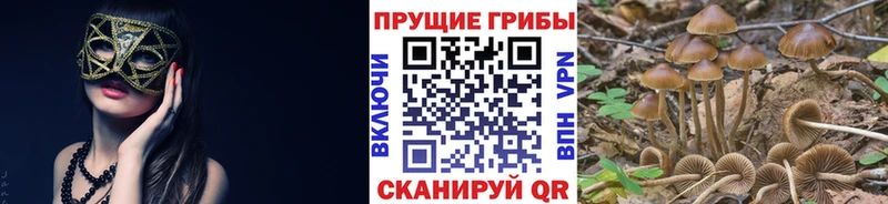 купить наркотики цена  Гулькевичи  Галлюциногенные грибы Psilocybe 